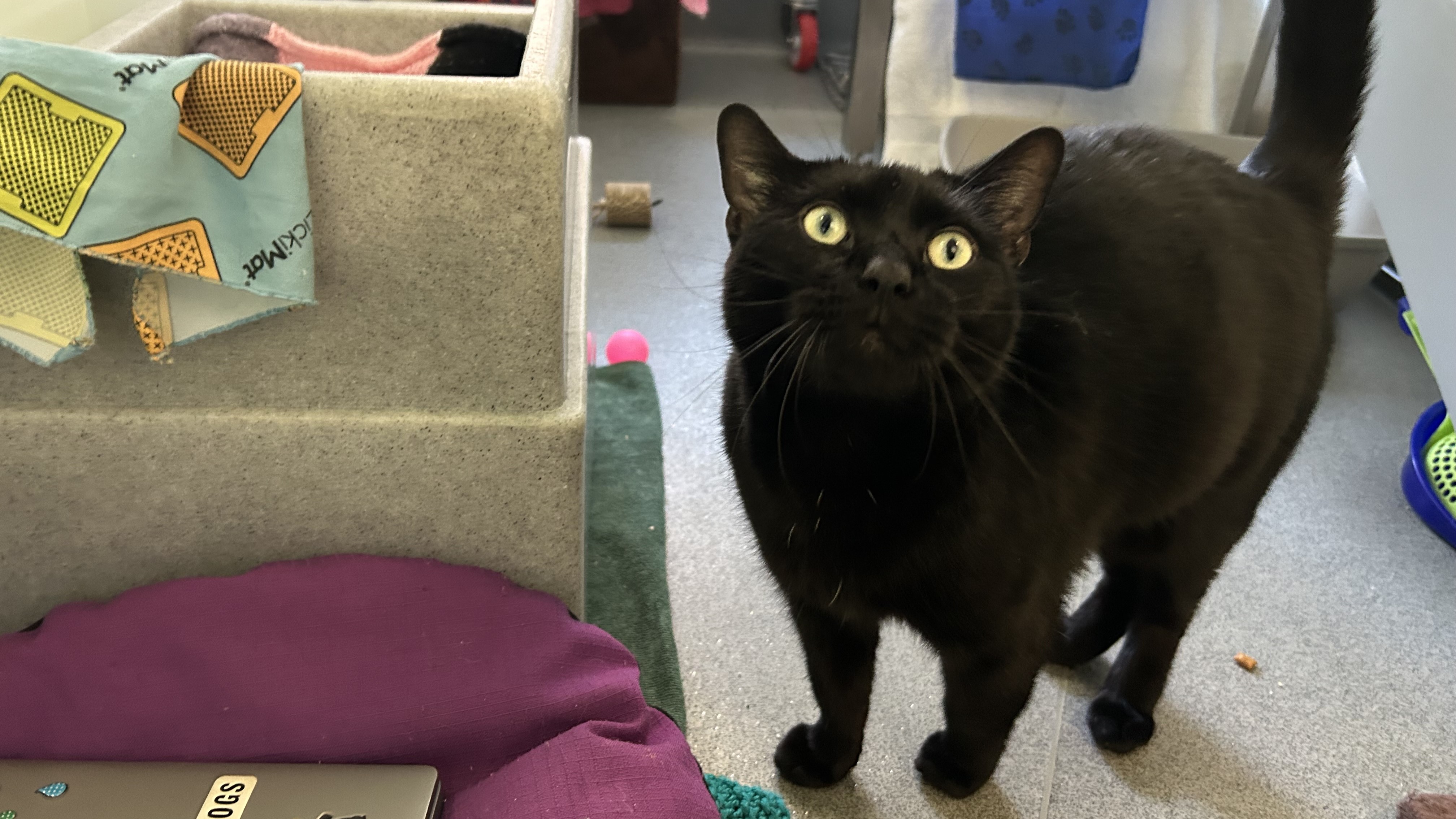 Salem — Domestic Shorthair