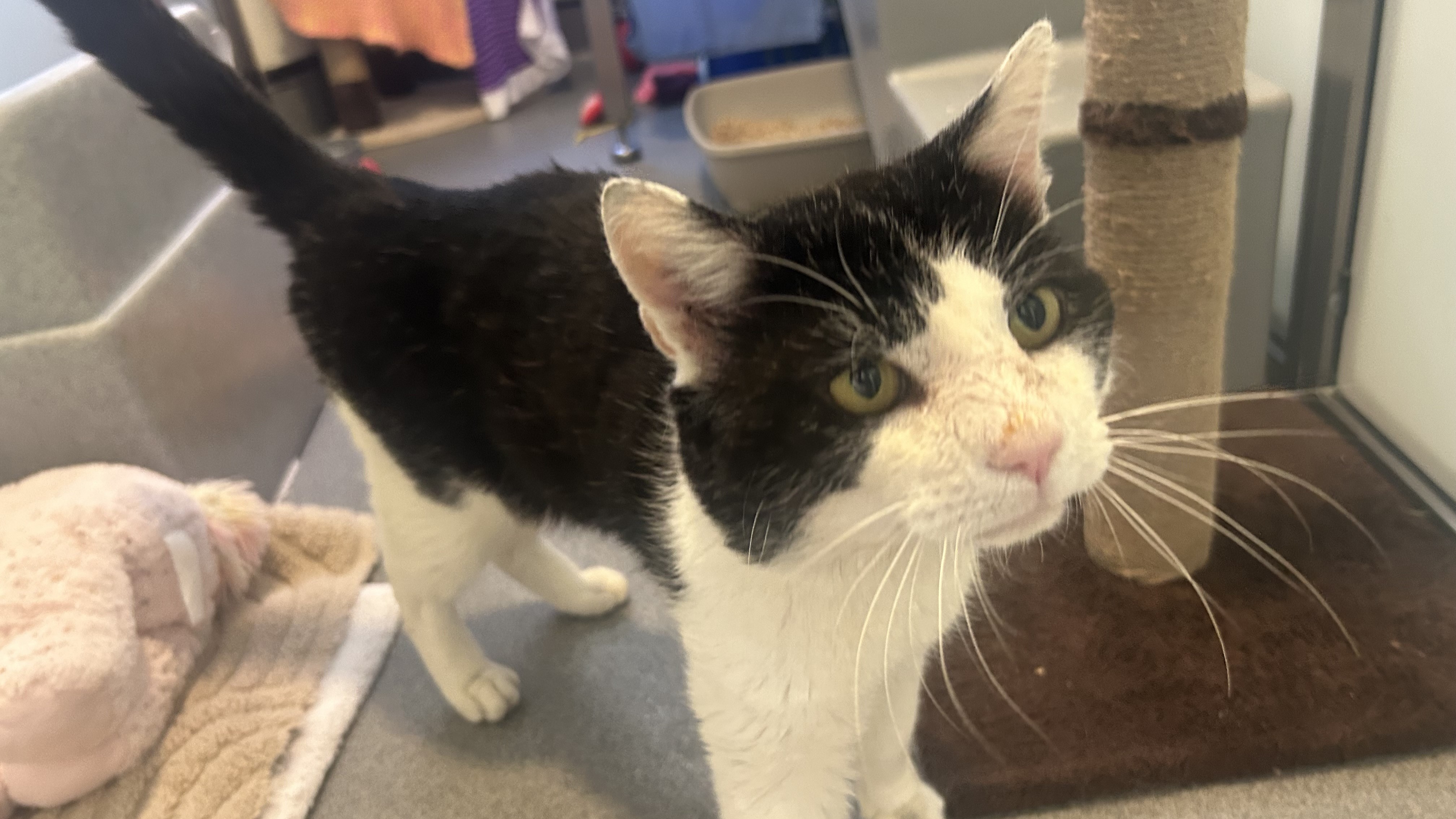 Ernie — Domestic Shorthair