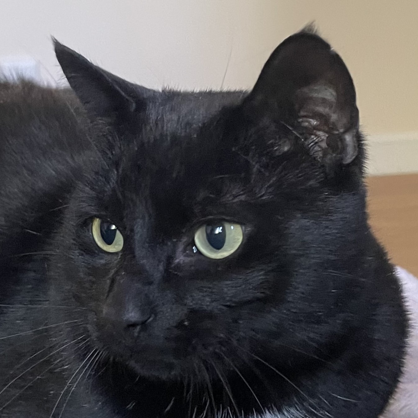 Meet the cats