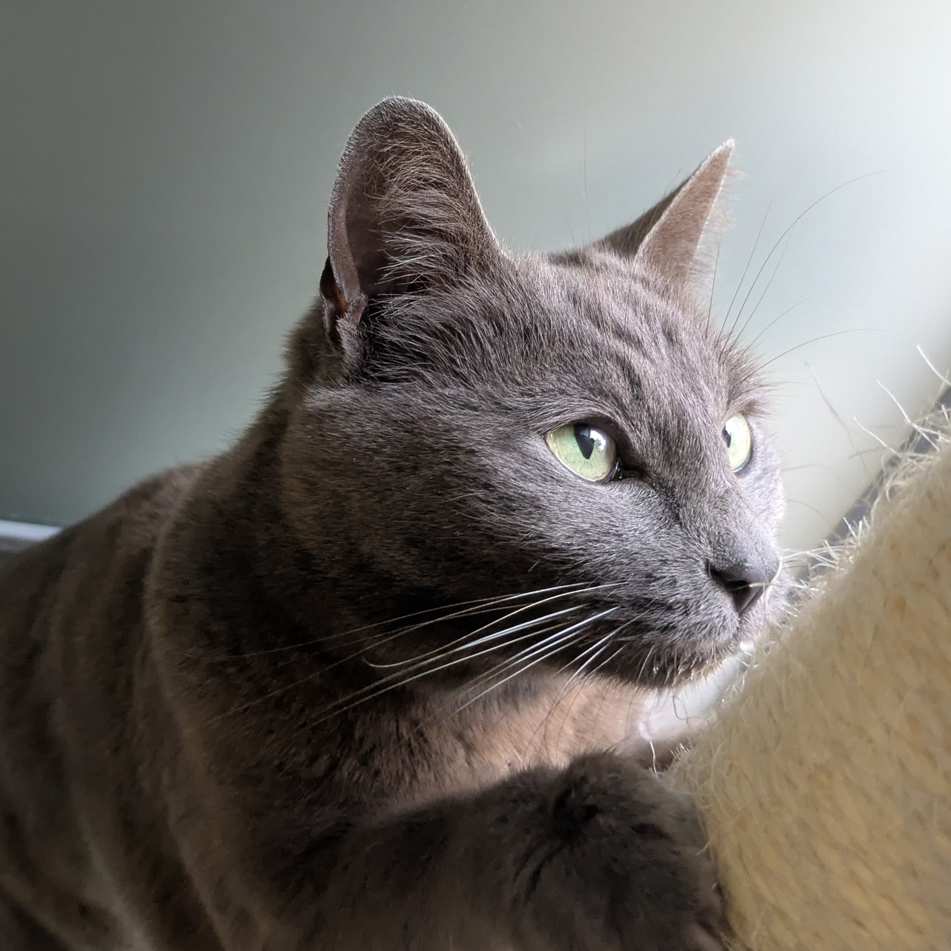 Meet the cats