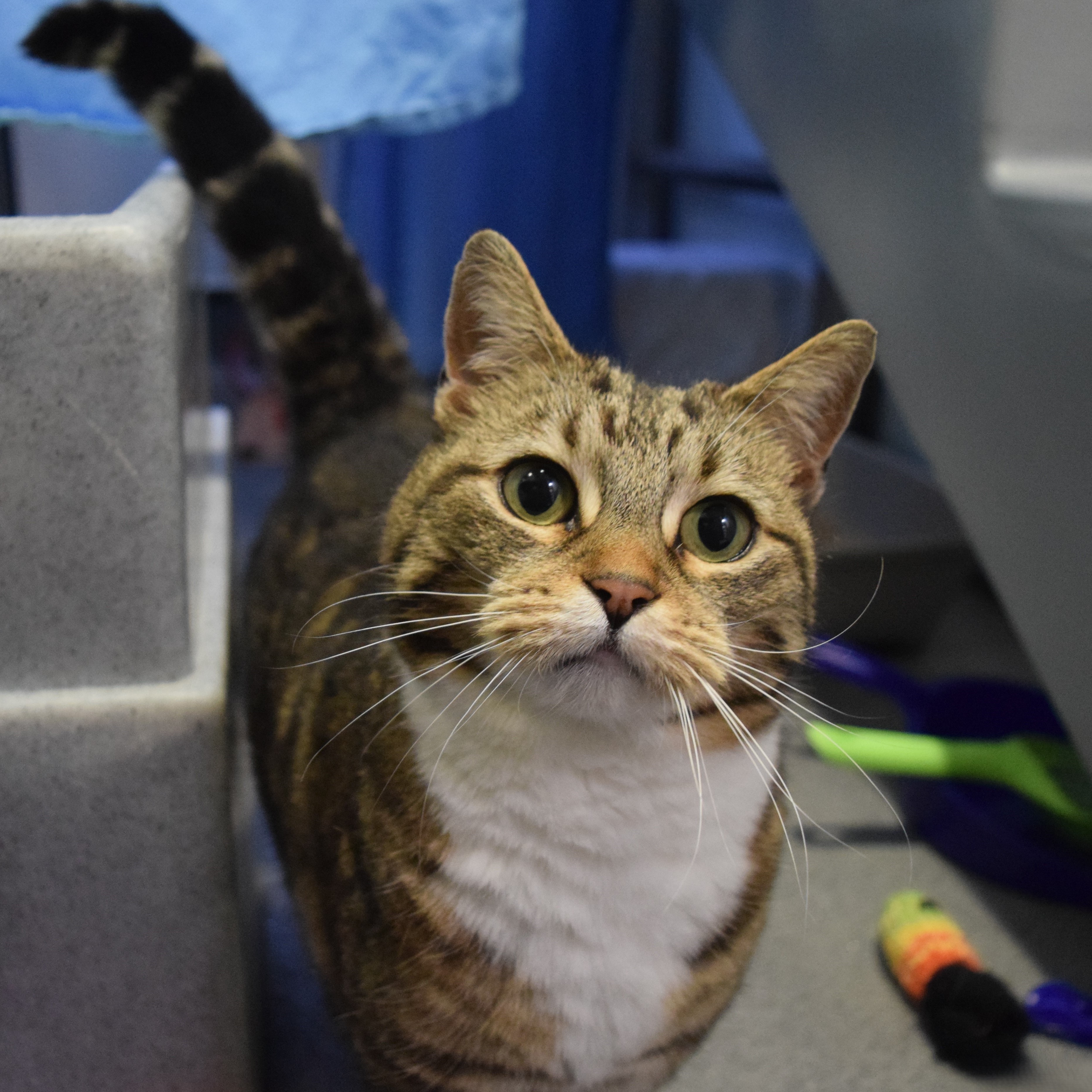Meet the cats