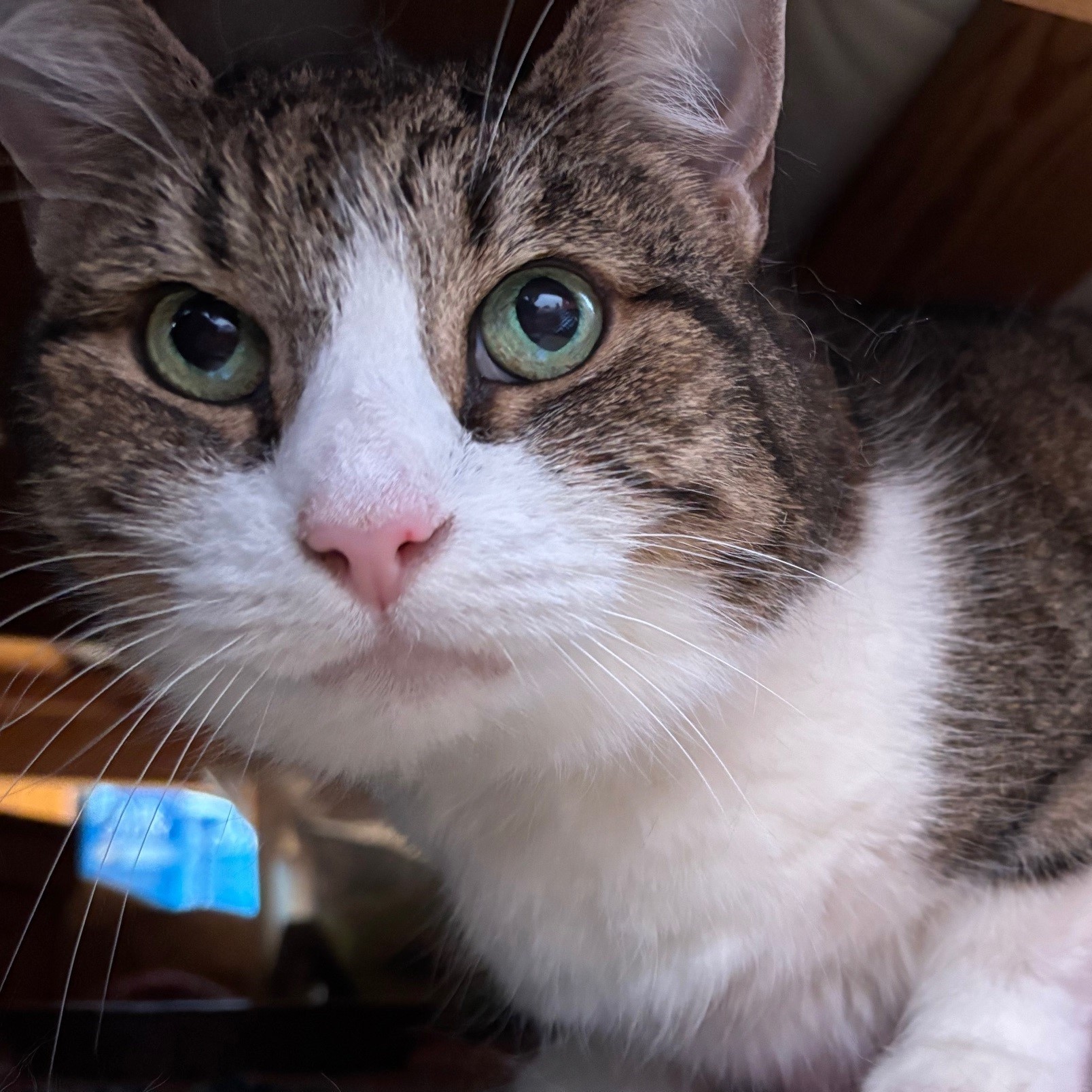 Meet the cats