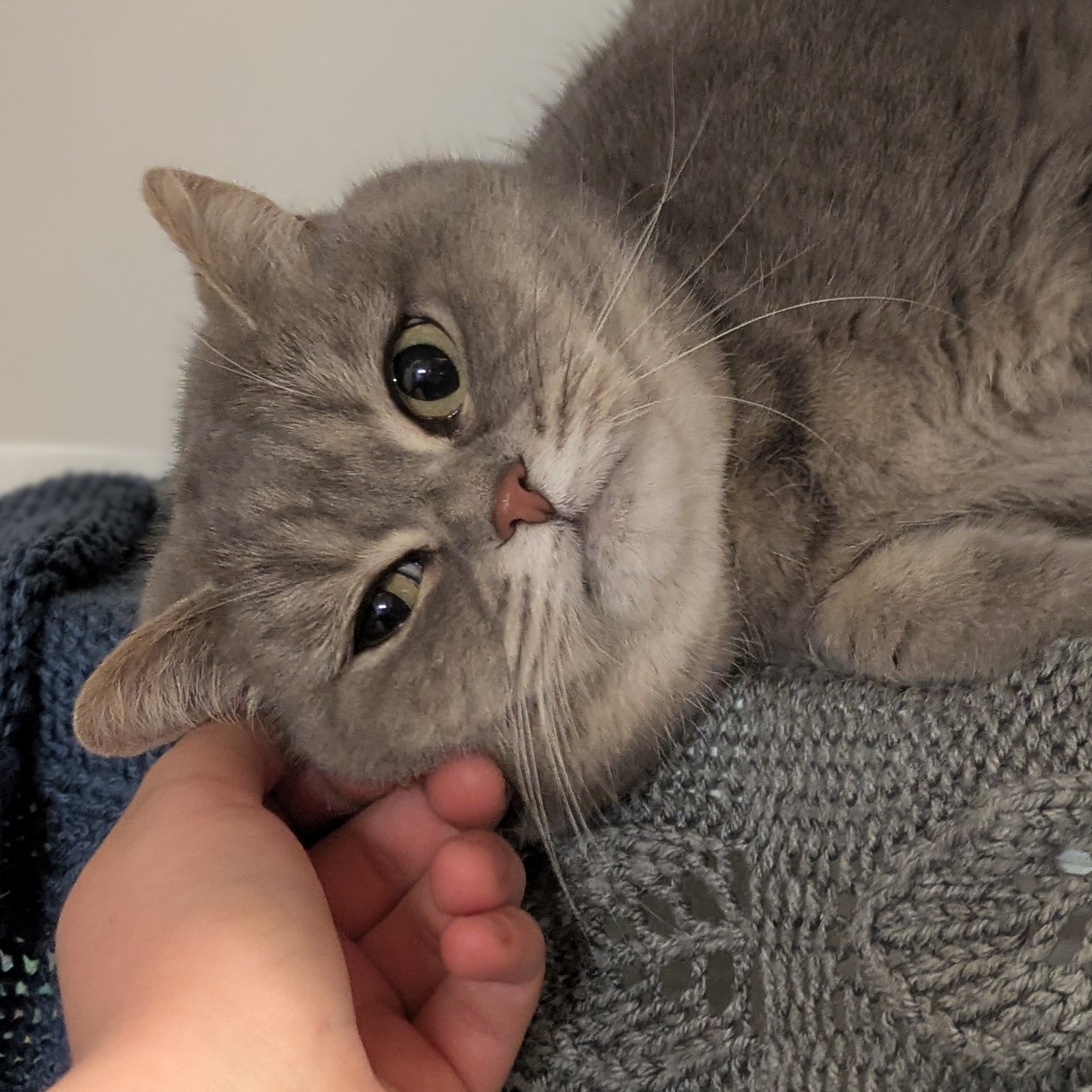 Meet the cats