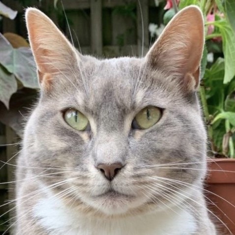 Meet the cats