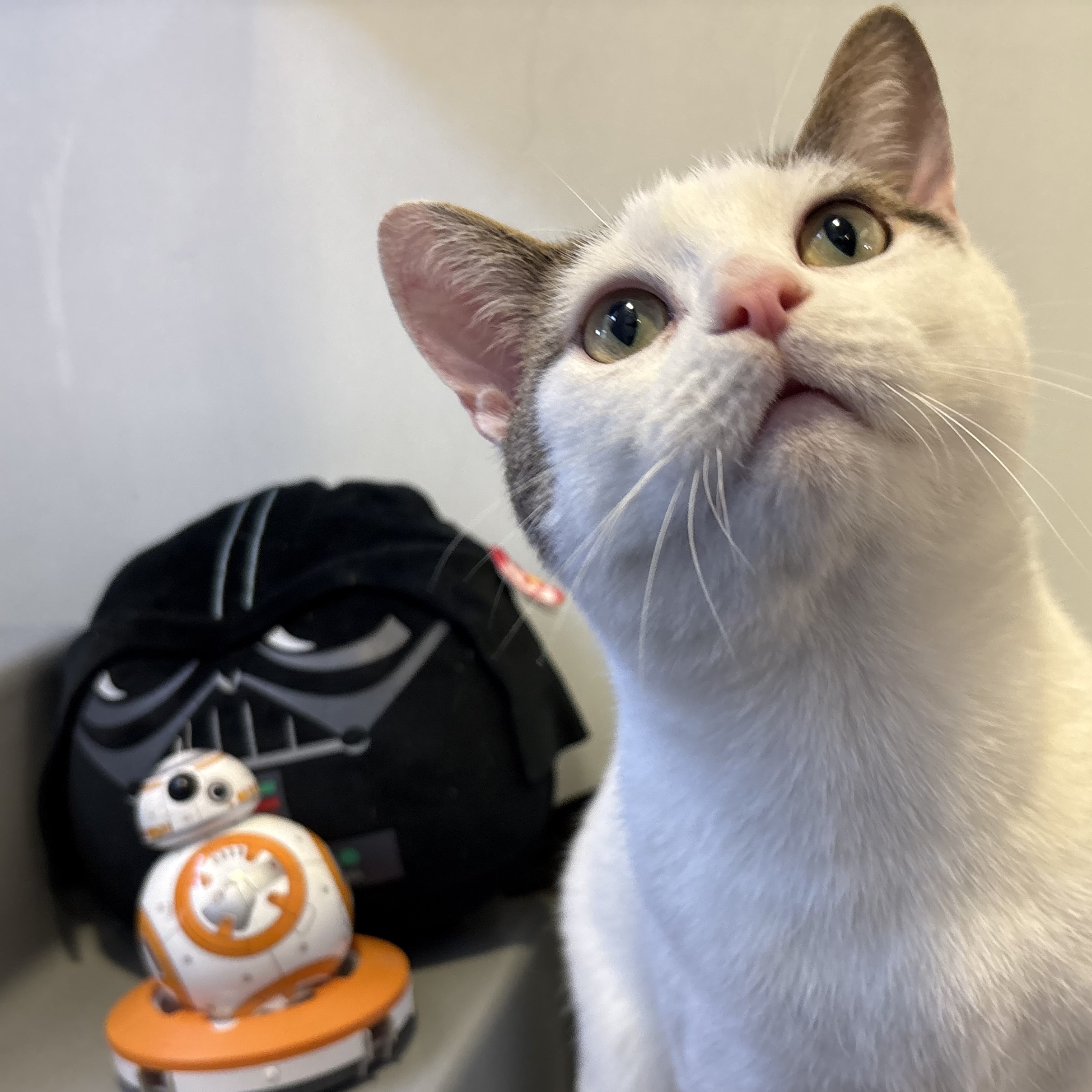 Meet the cats