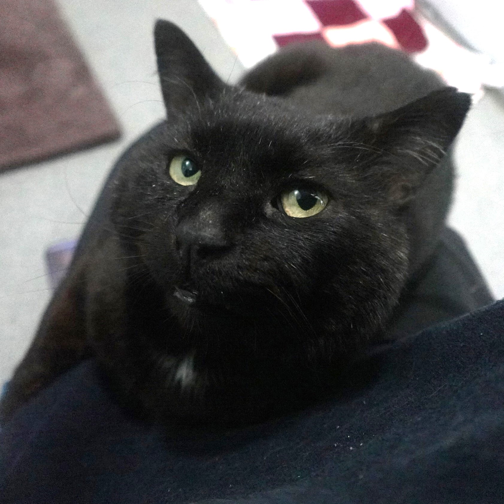Meet the cats