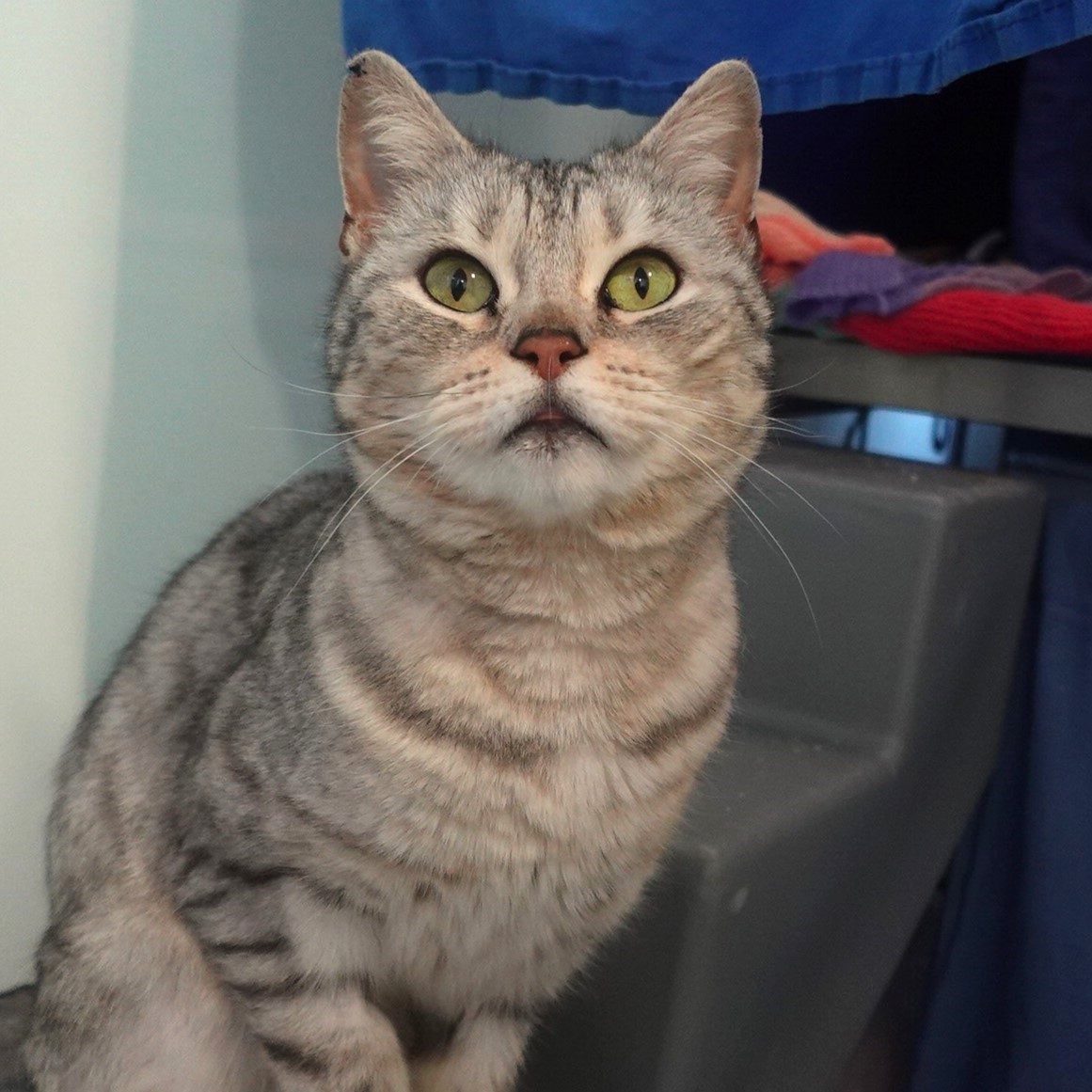 Meet the cats