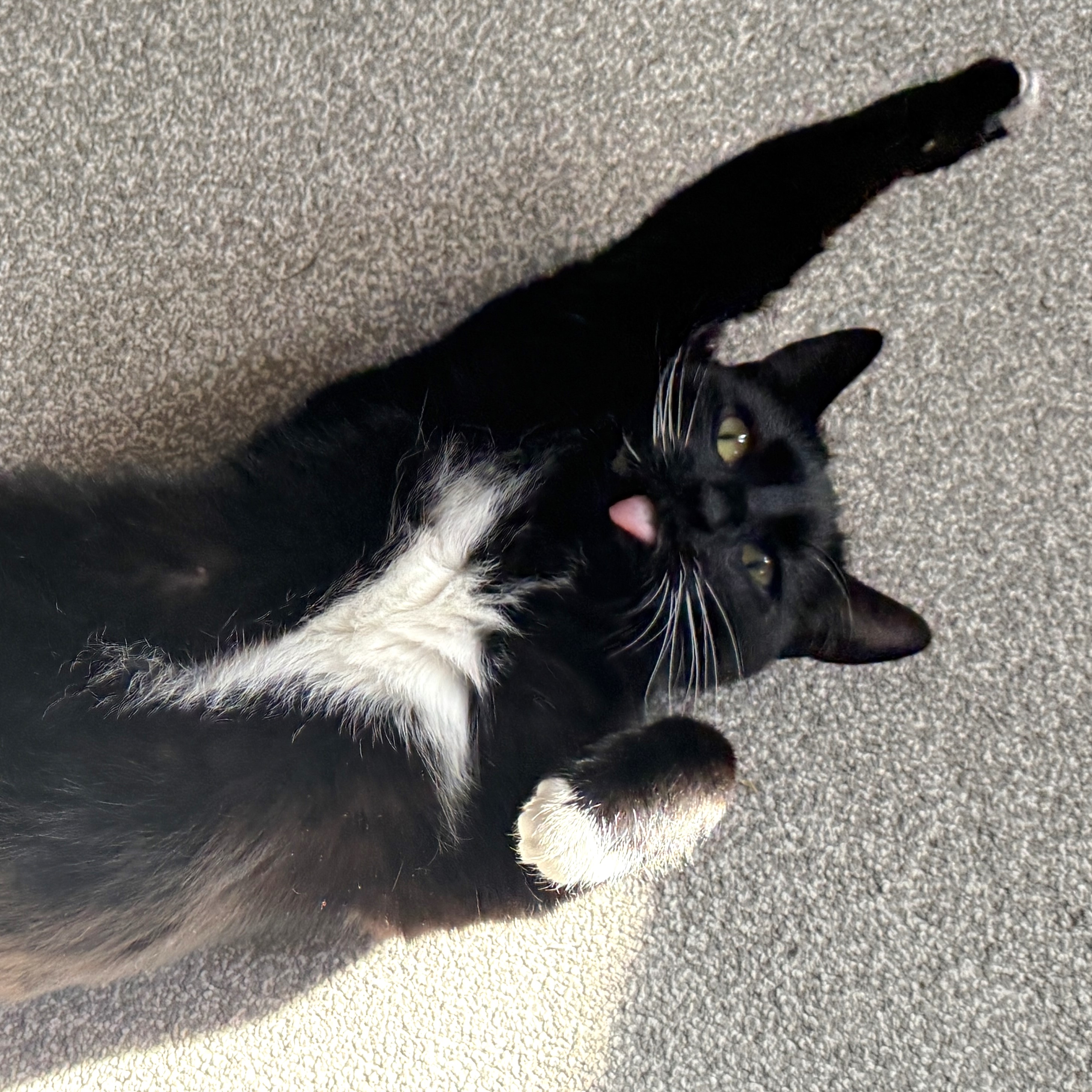 Meet the cats