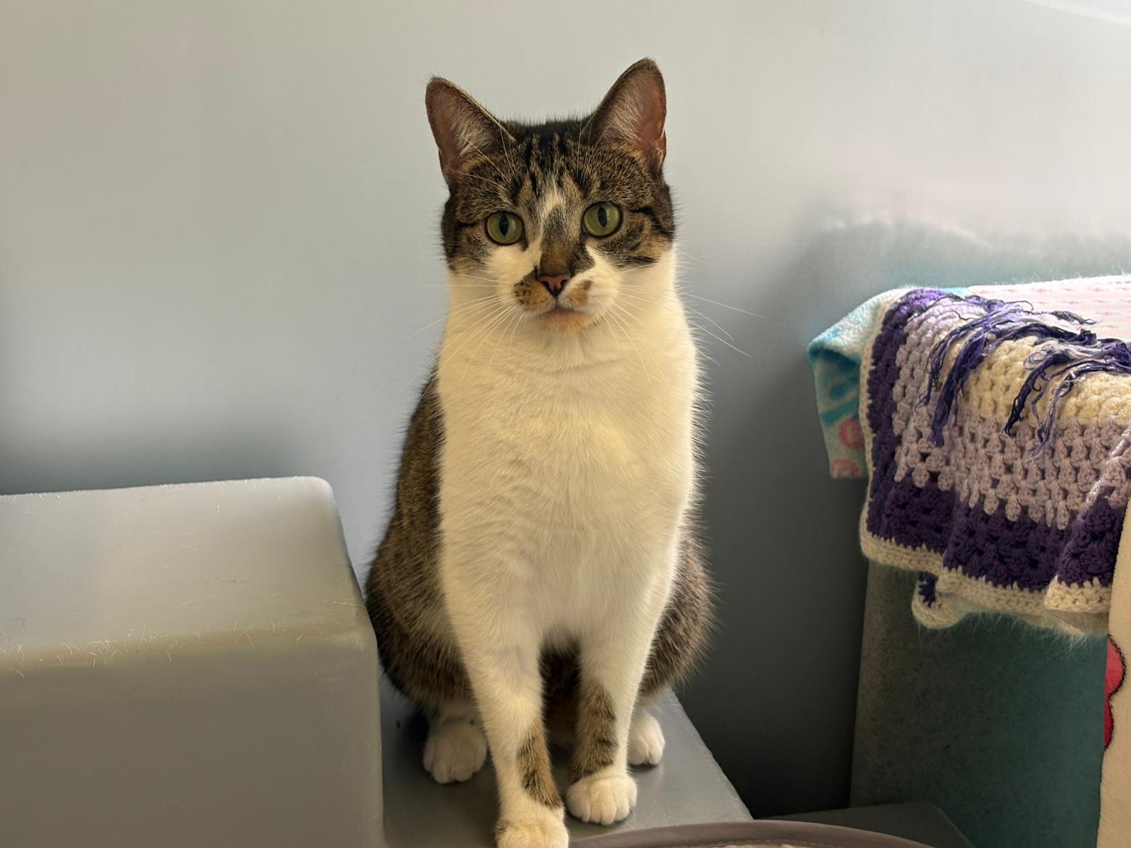 Meet the cats