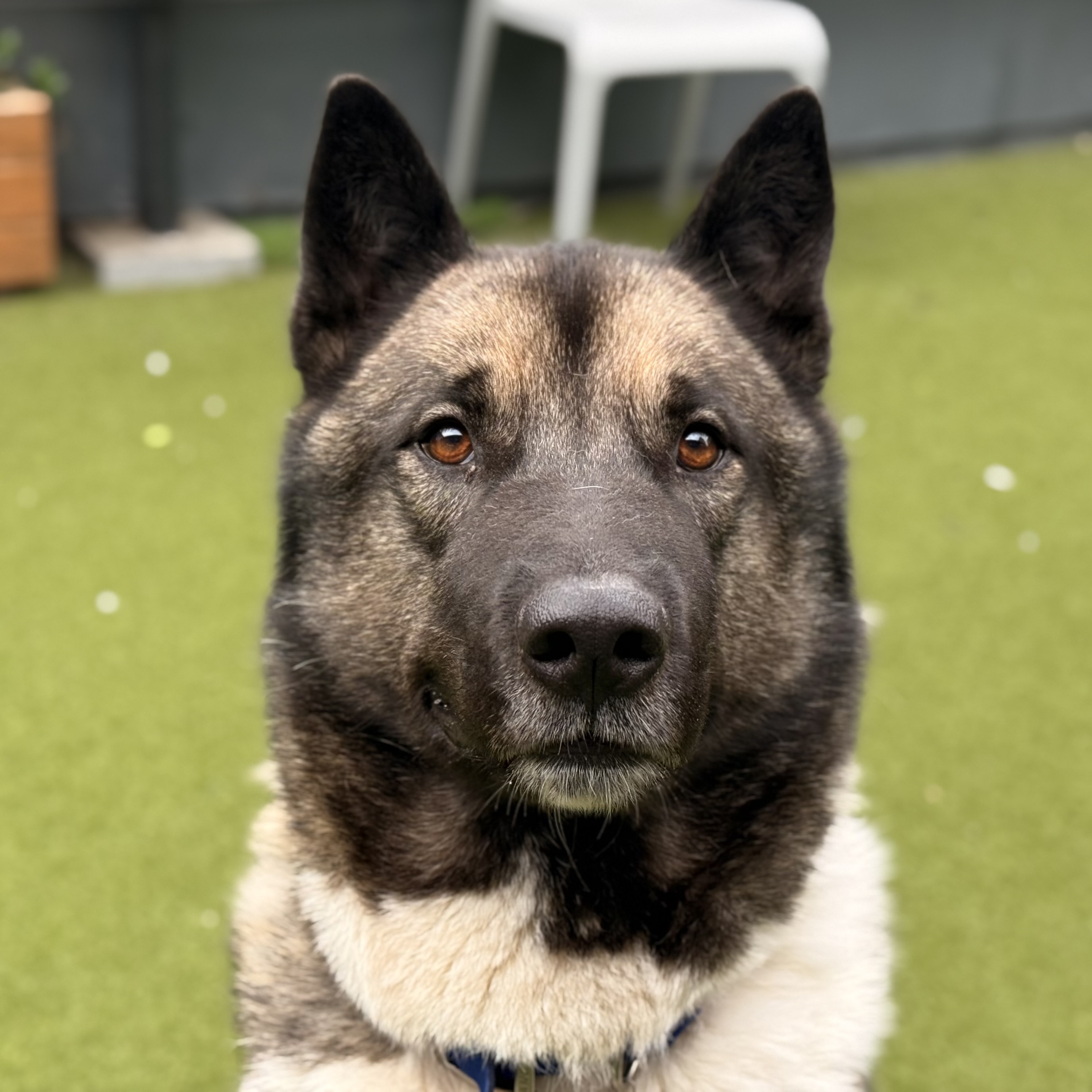 Meet the dogs