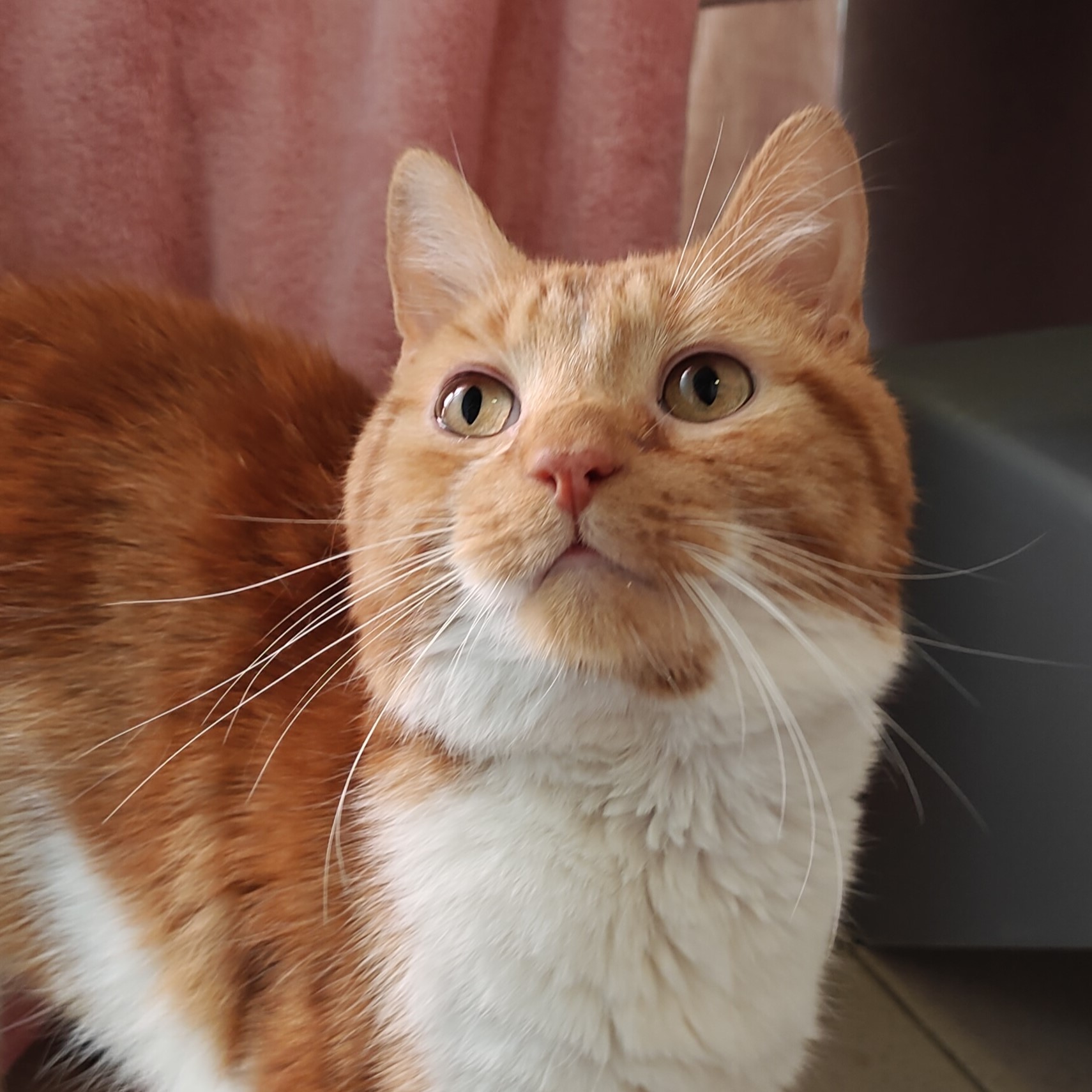 Meet the cats