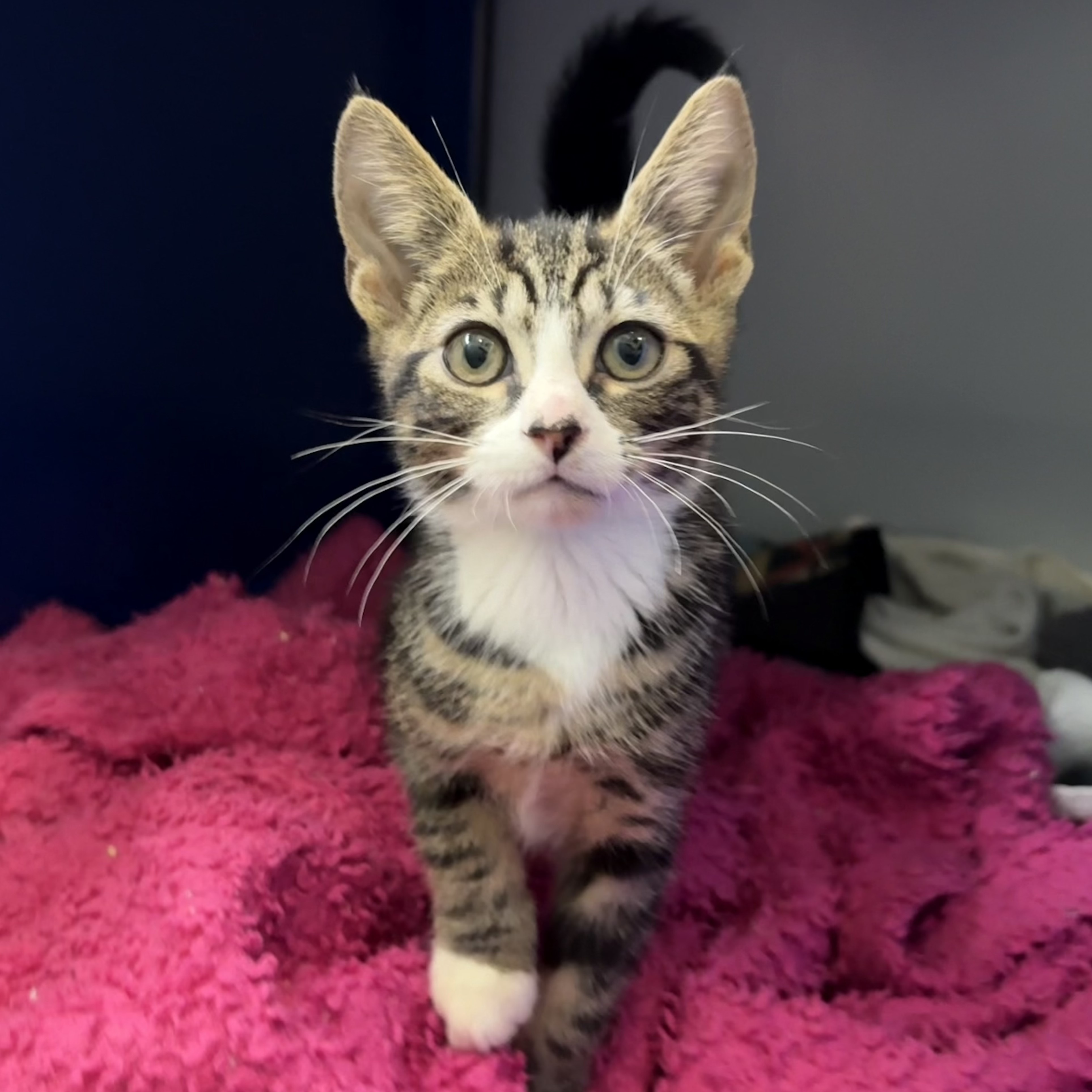 Meet the cats | Battersea Dogs & Cats Home