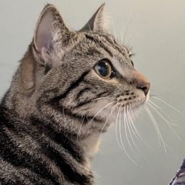 Meet the cats