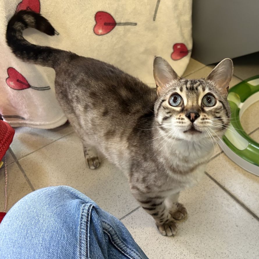 Meet the cats
