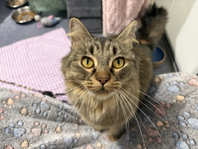 Meet the cats