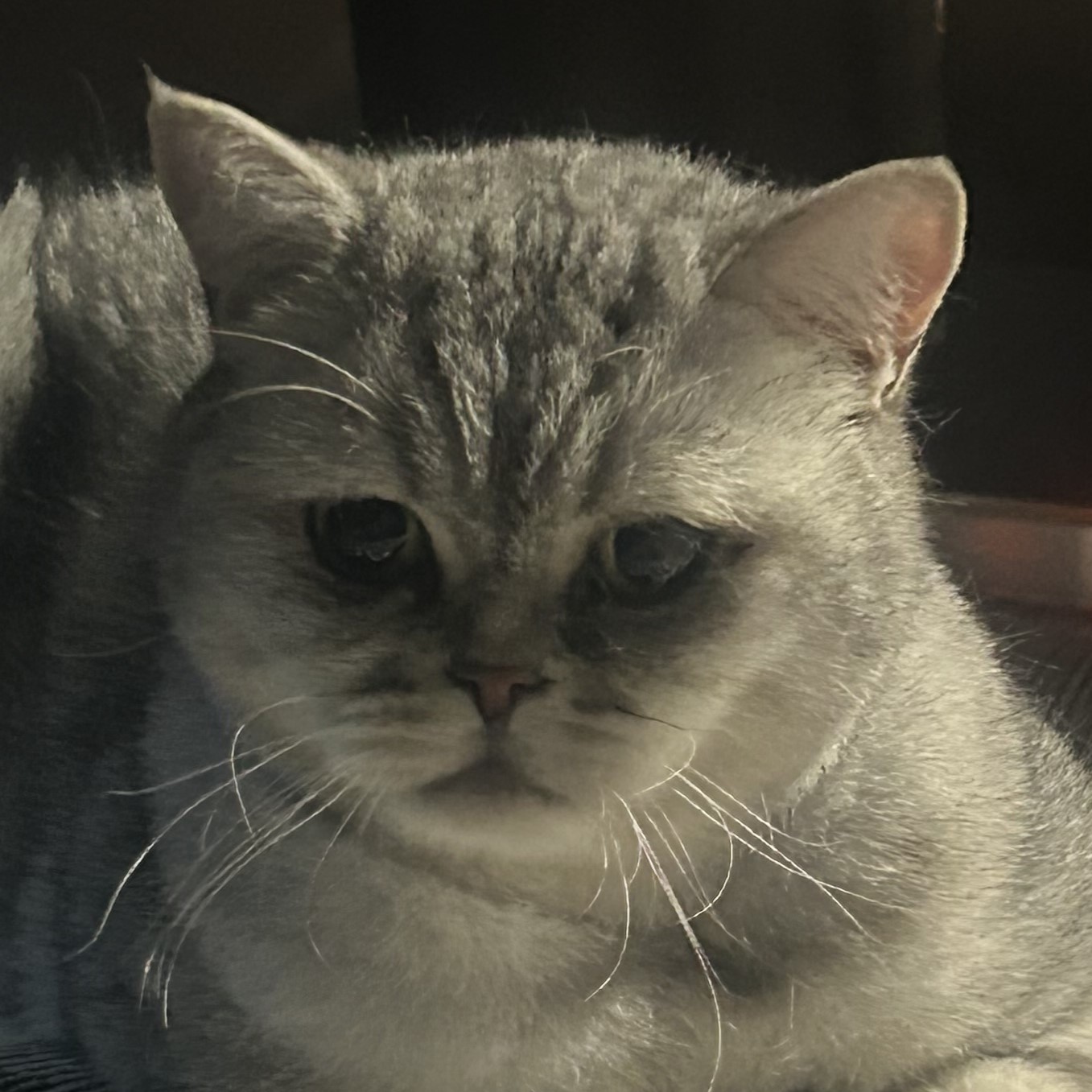 Meet the cats