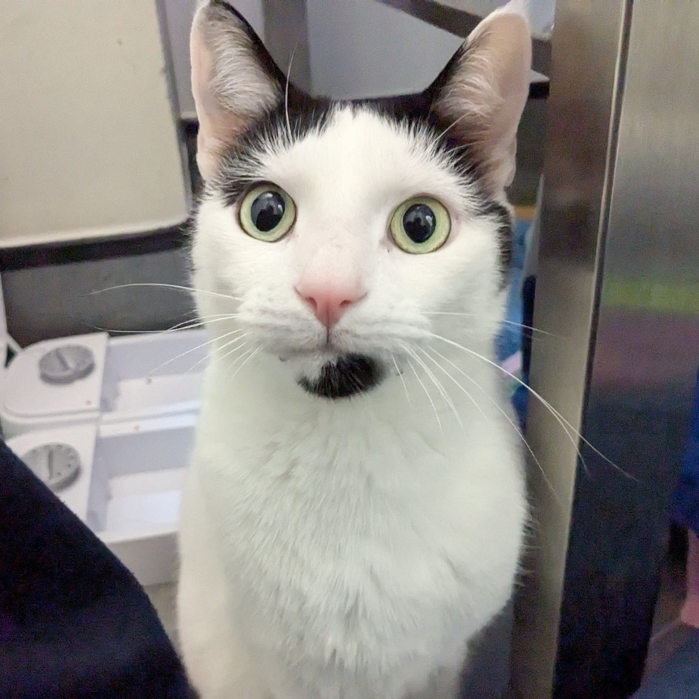 Meet the cats