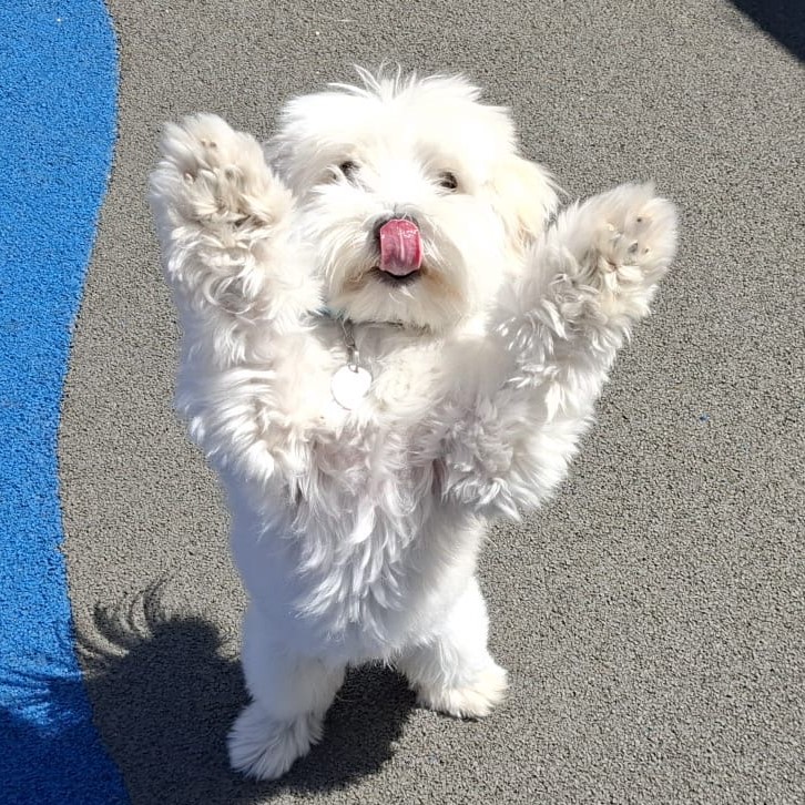 Meet the dogs