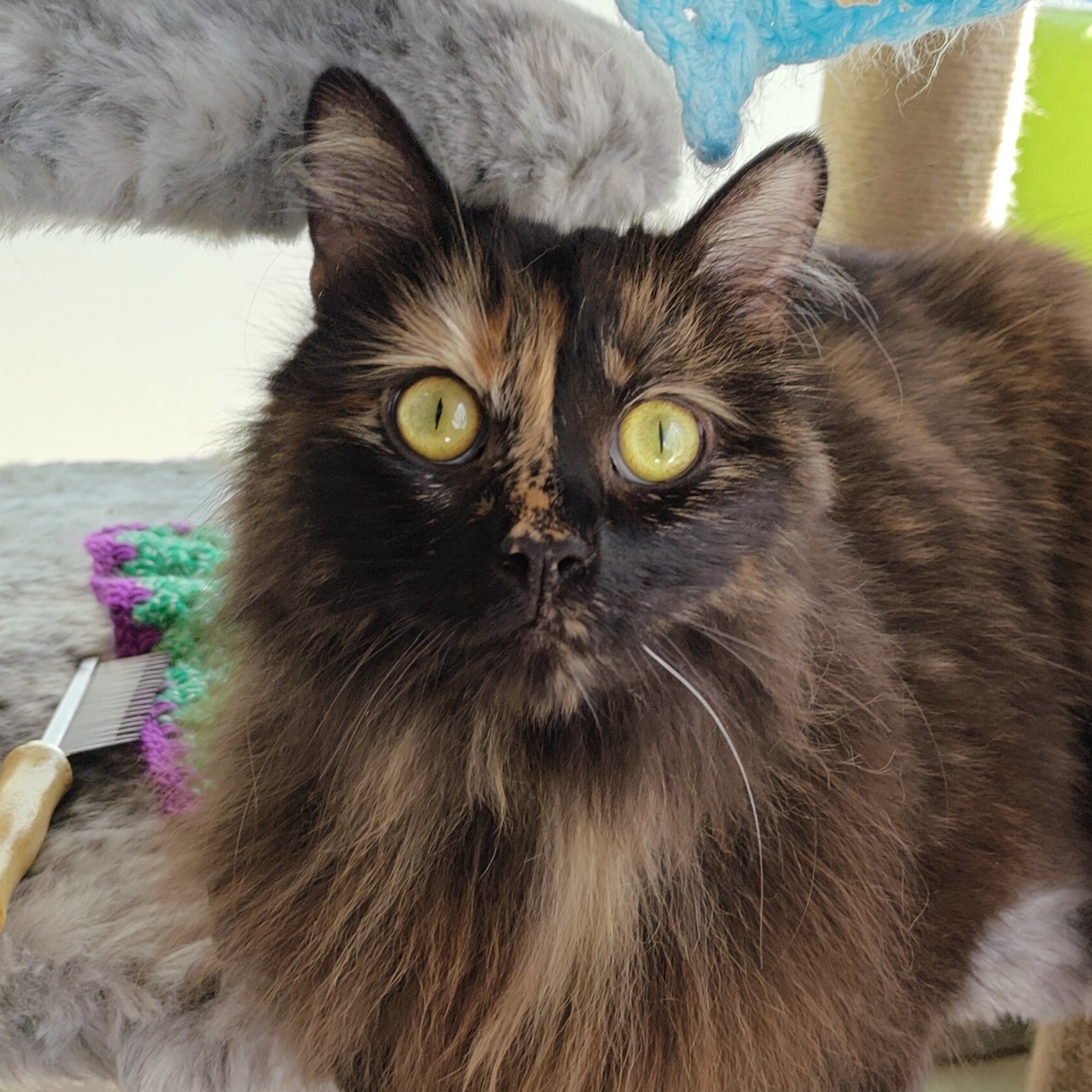 Meet the cats