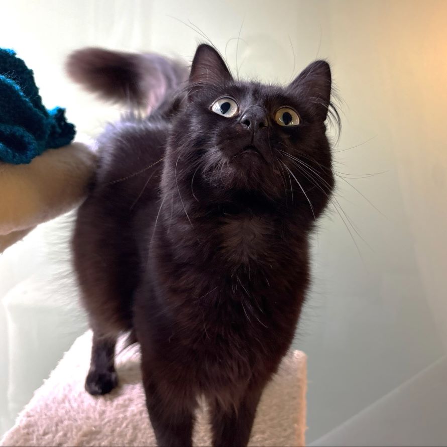 Meet the cats