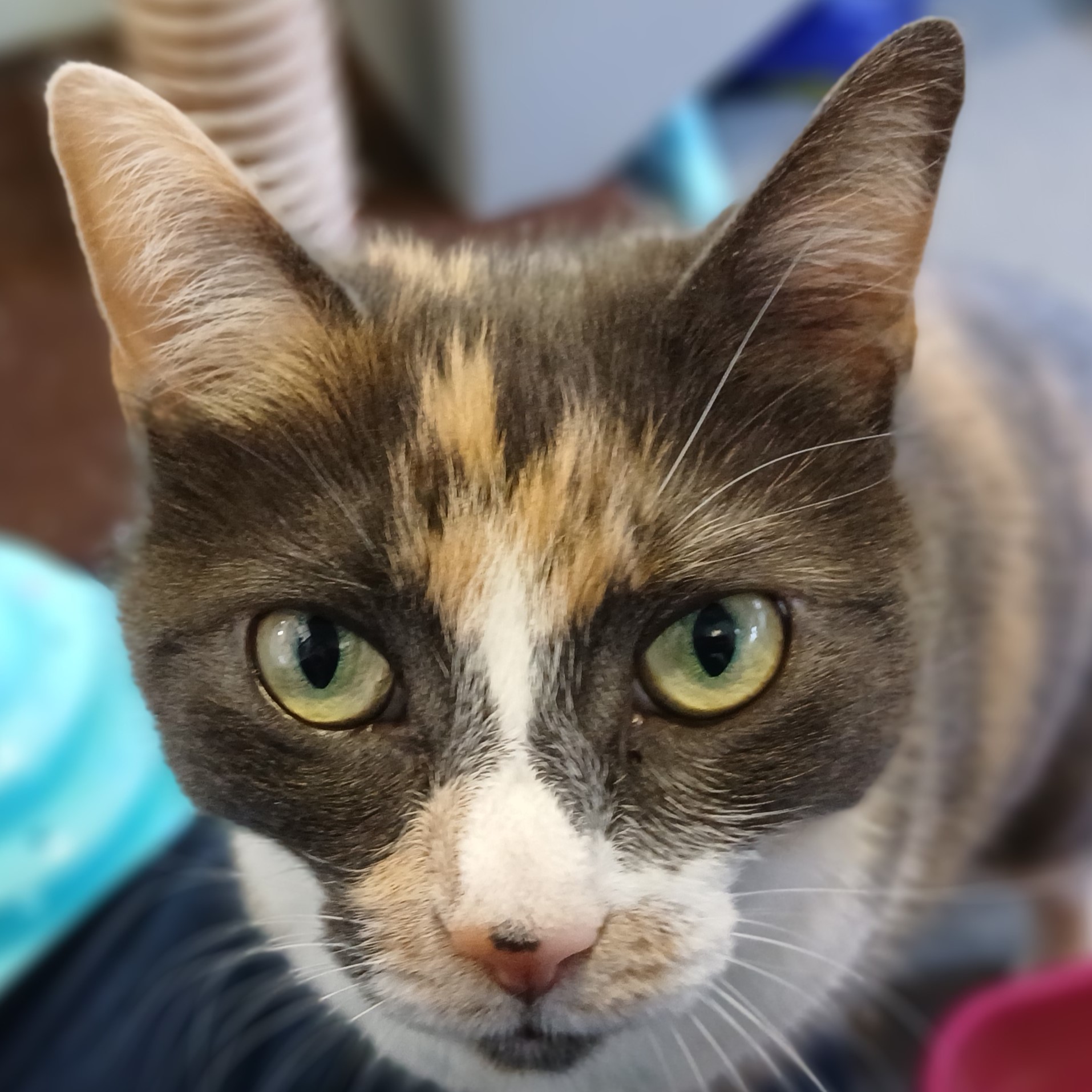 Meet the cats