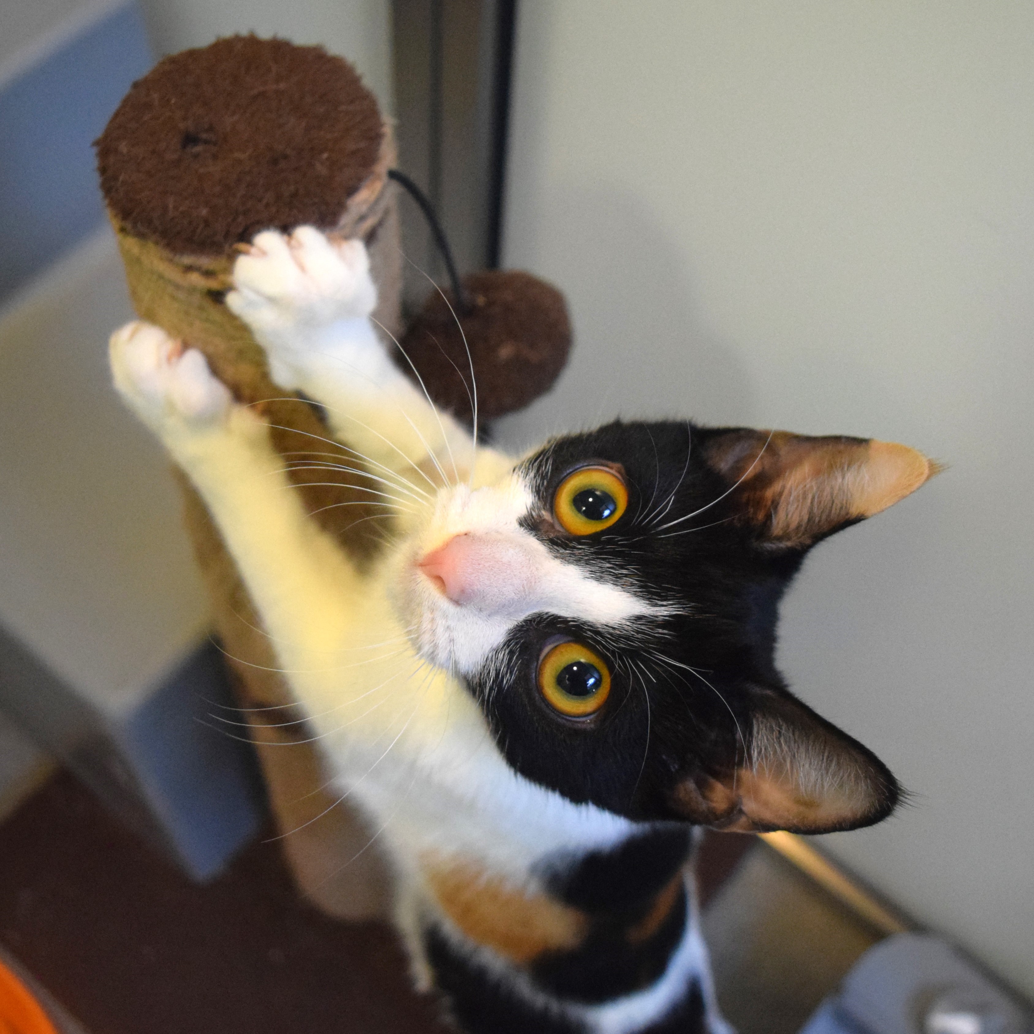 Meet the cats
