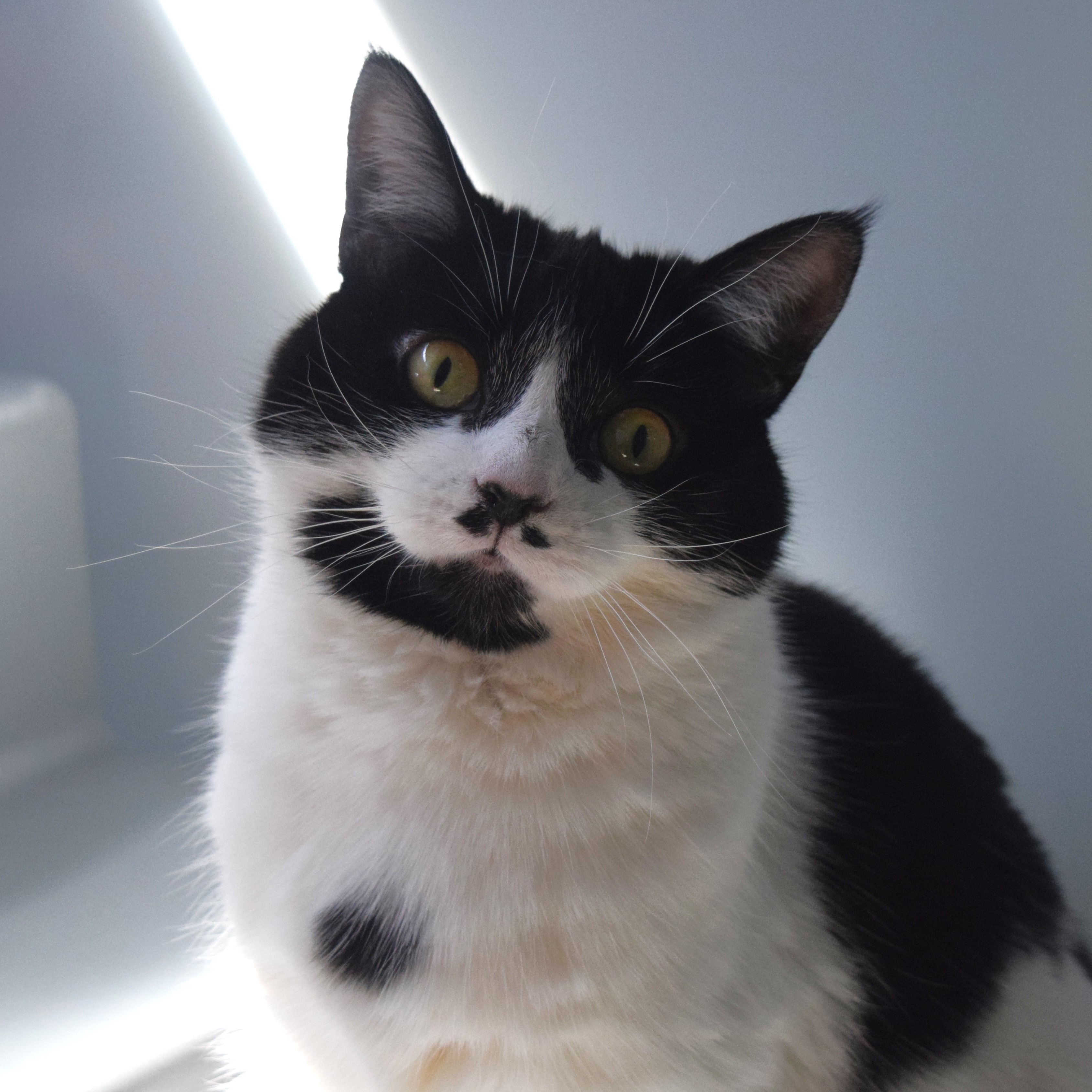 Meet the cats