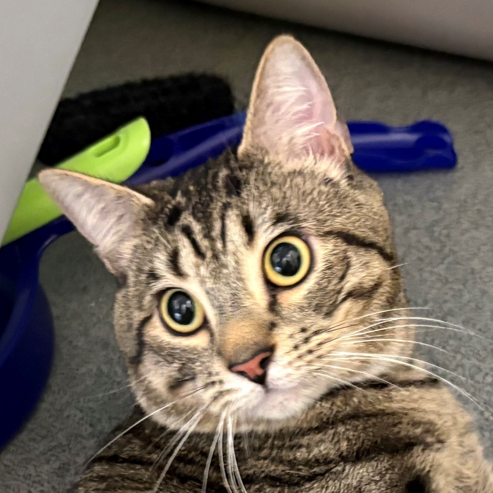 Meet the cats