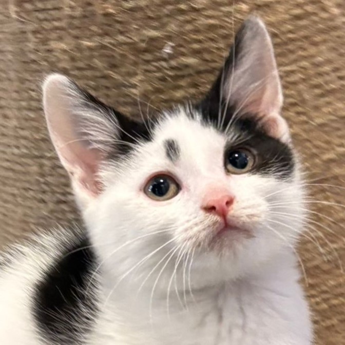 Meet the cats