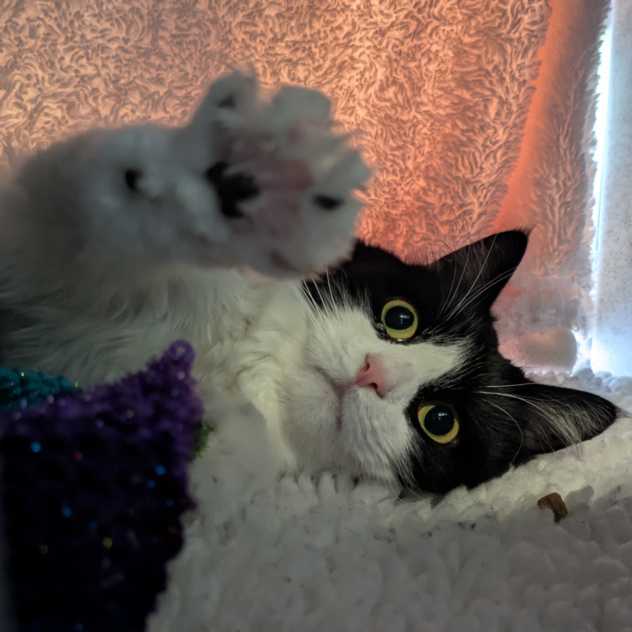 Meet the cats