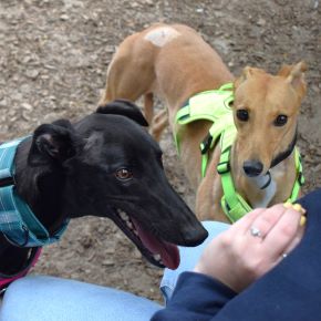 Meet the dogs