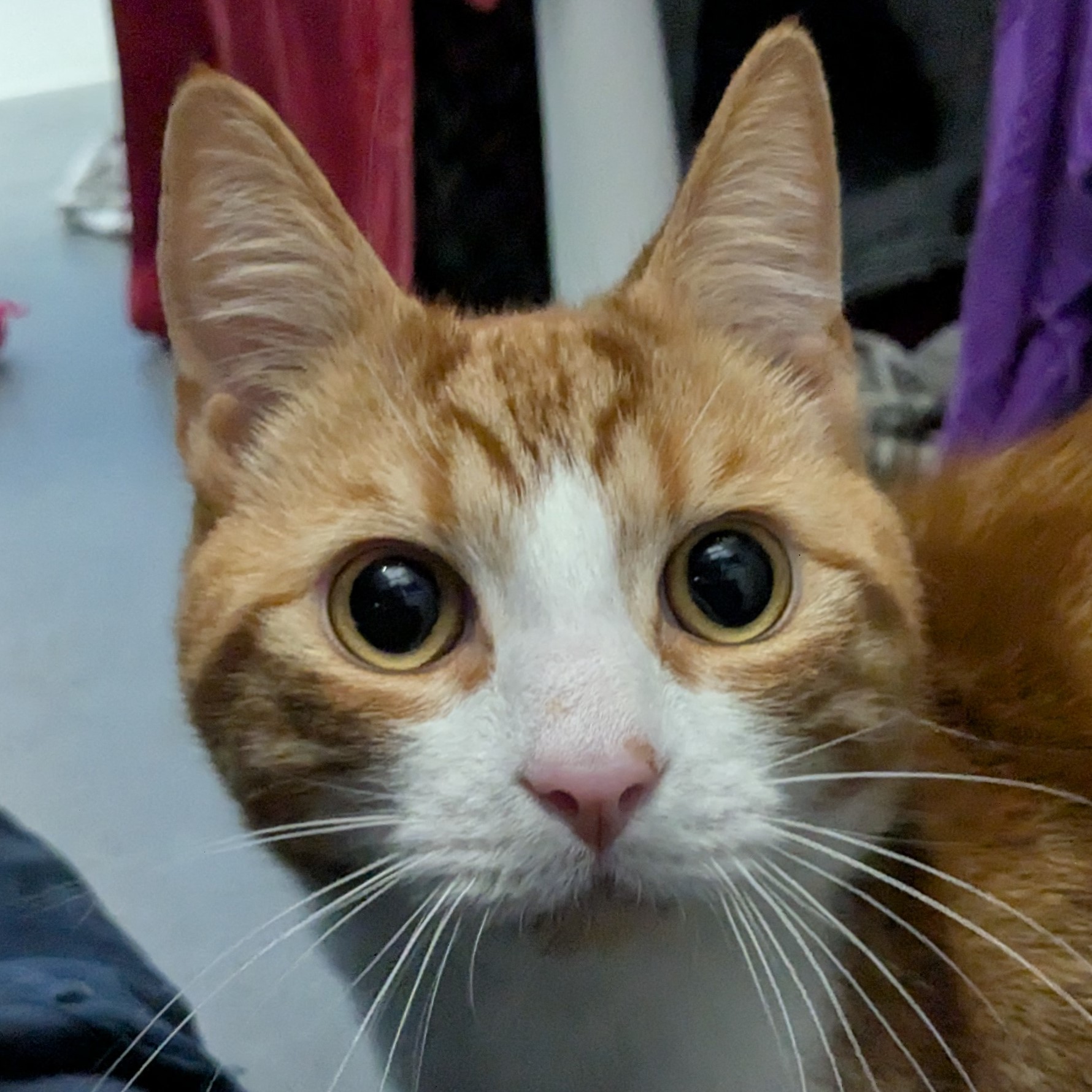 Meet the cats
