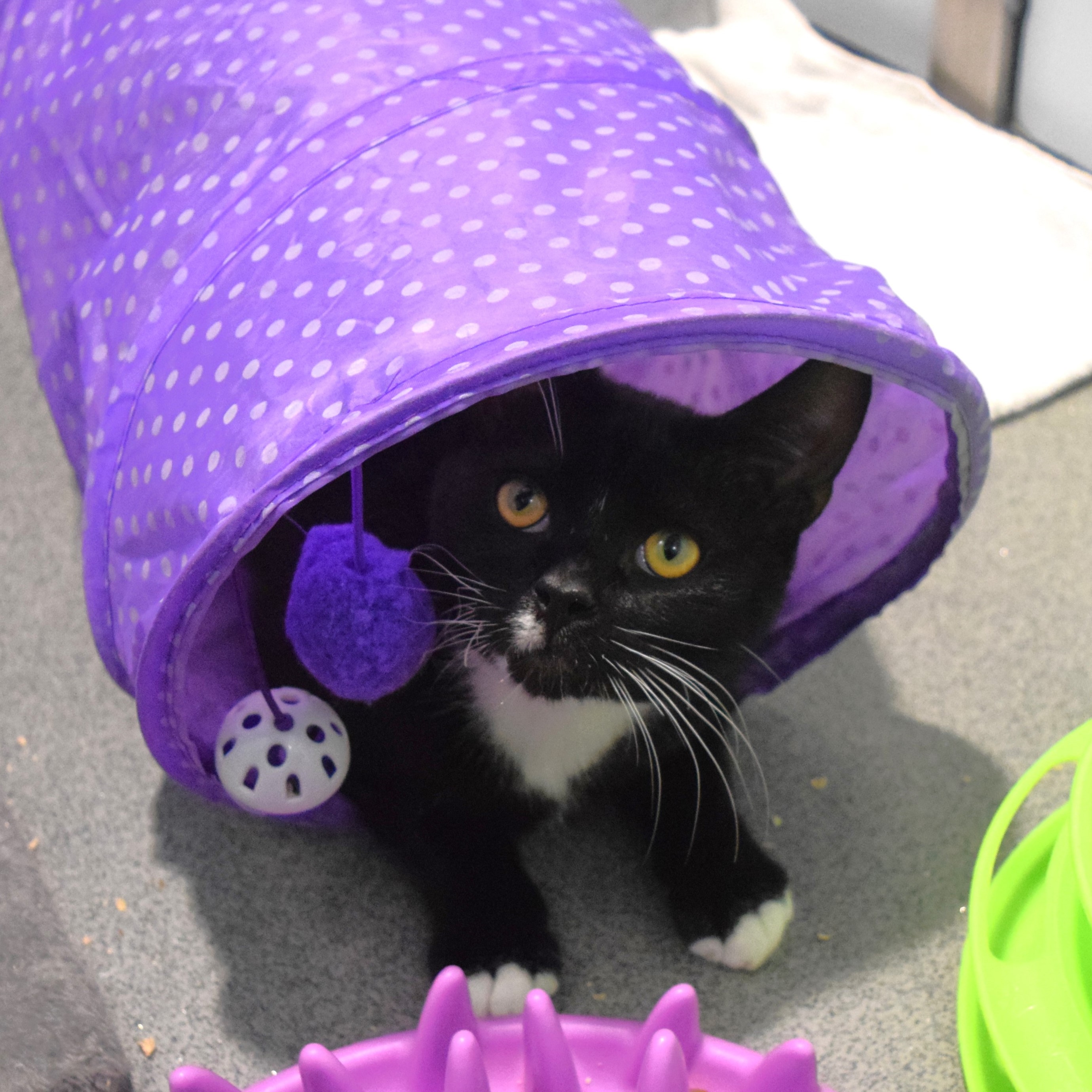 Meet the cats