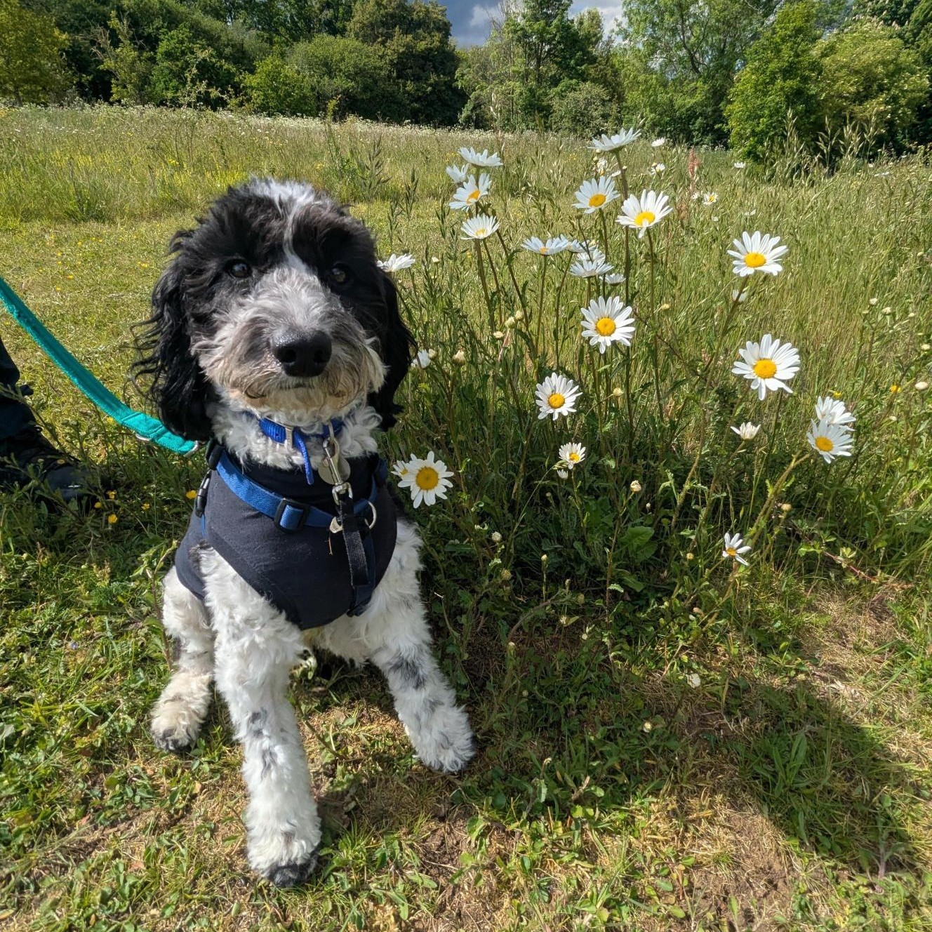 Meet the dogs