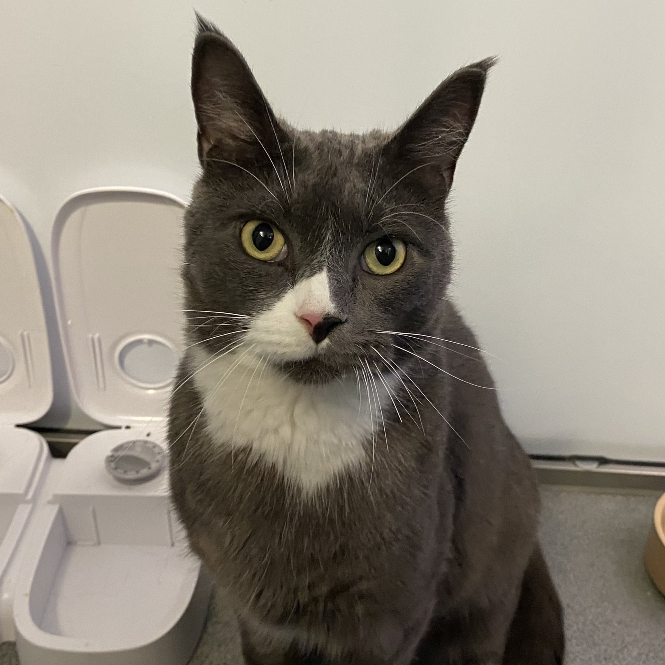 Meet the cats