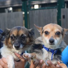 Meet the dogs