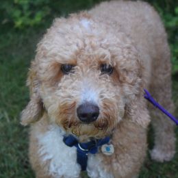 Meet the dogs