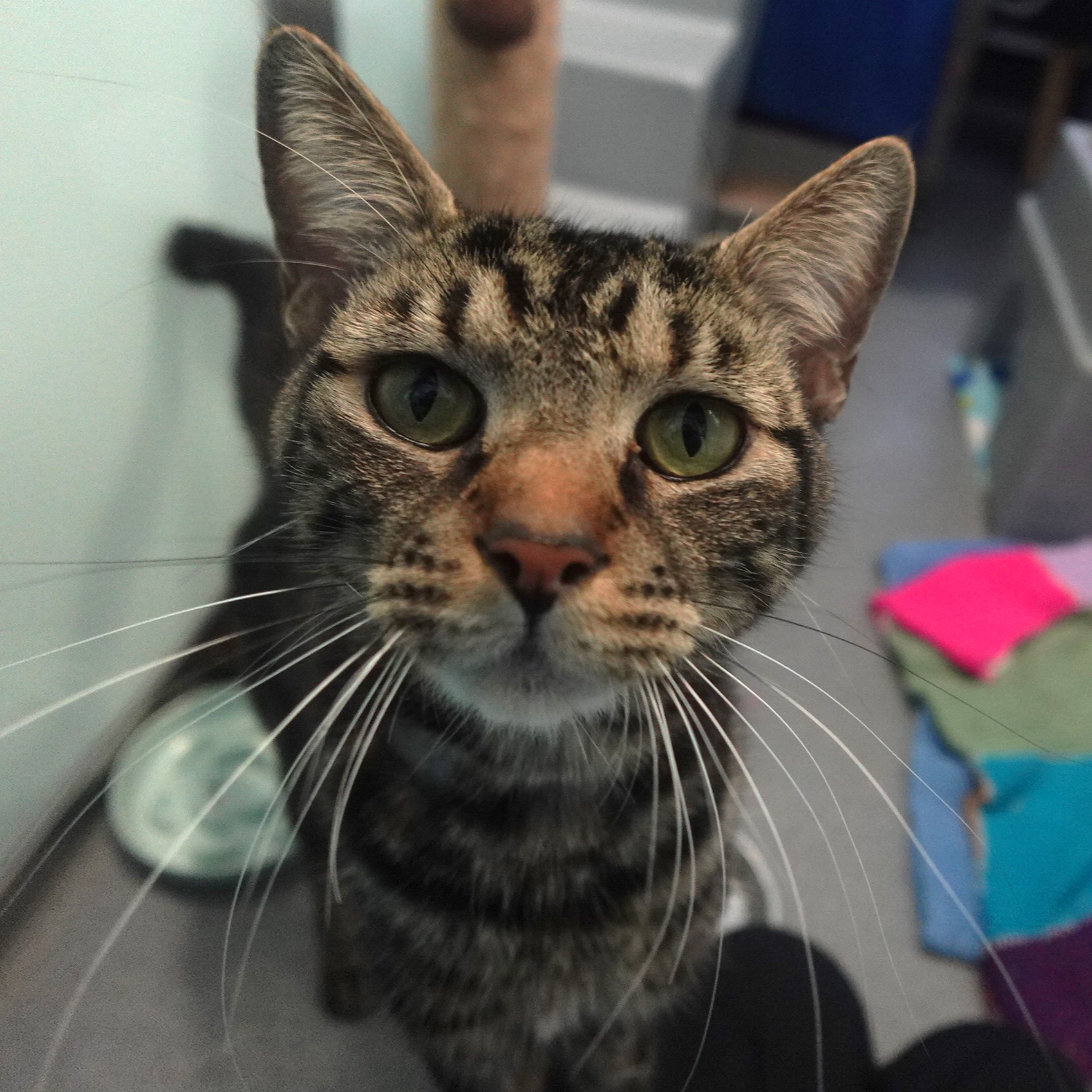 Meet the cats