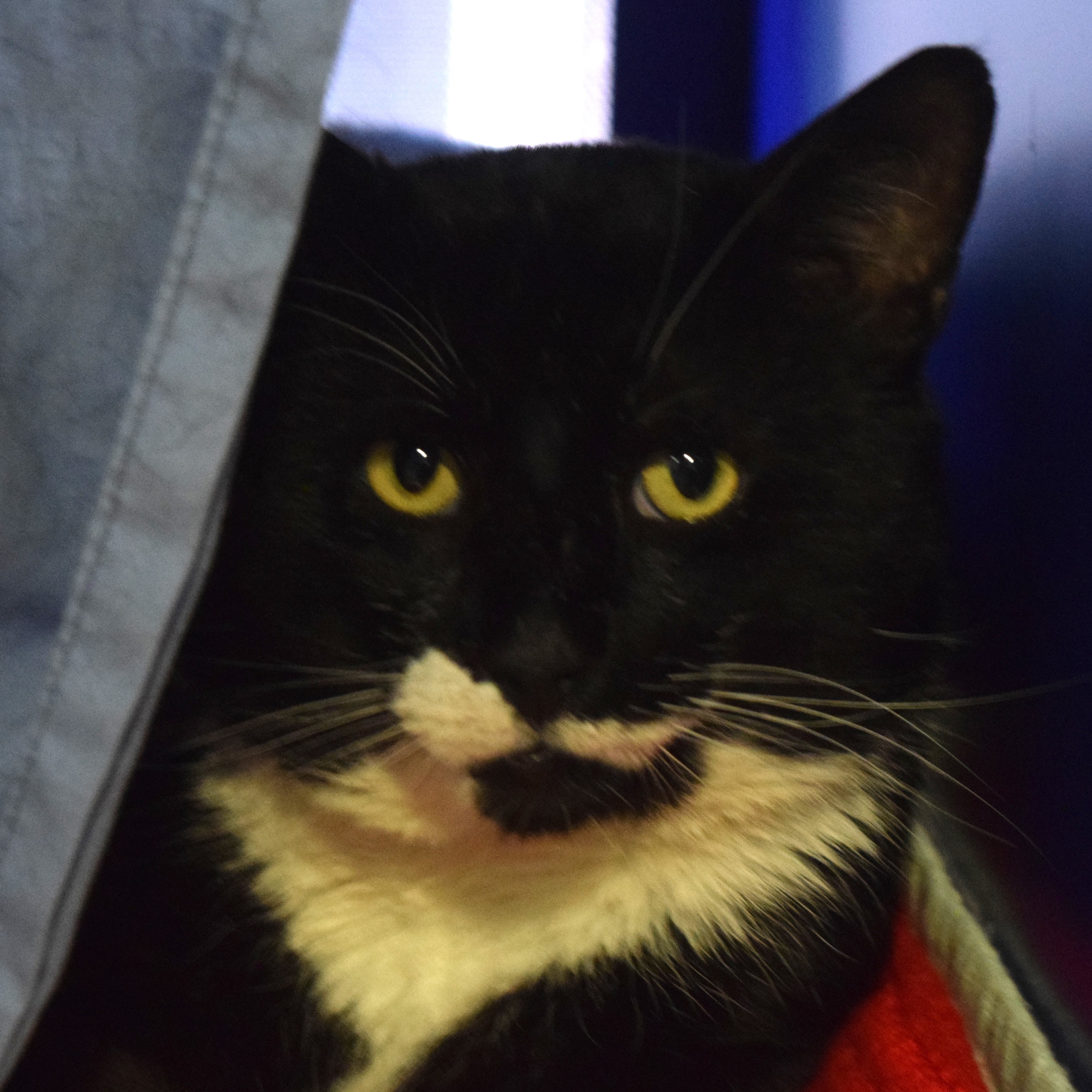 Meet the cats