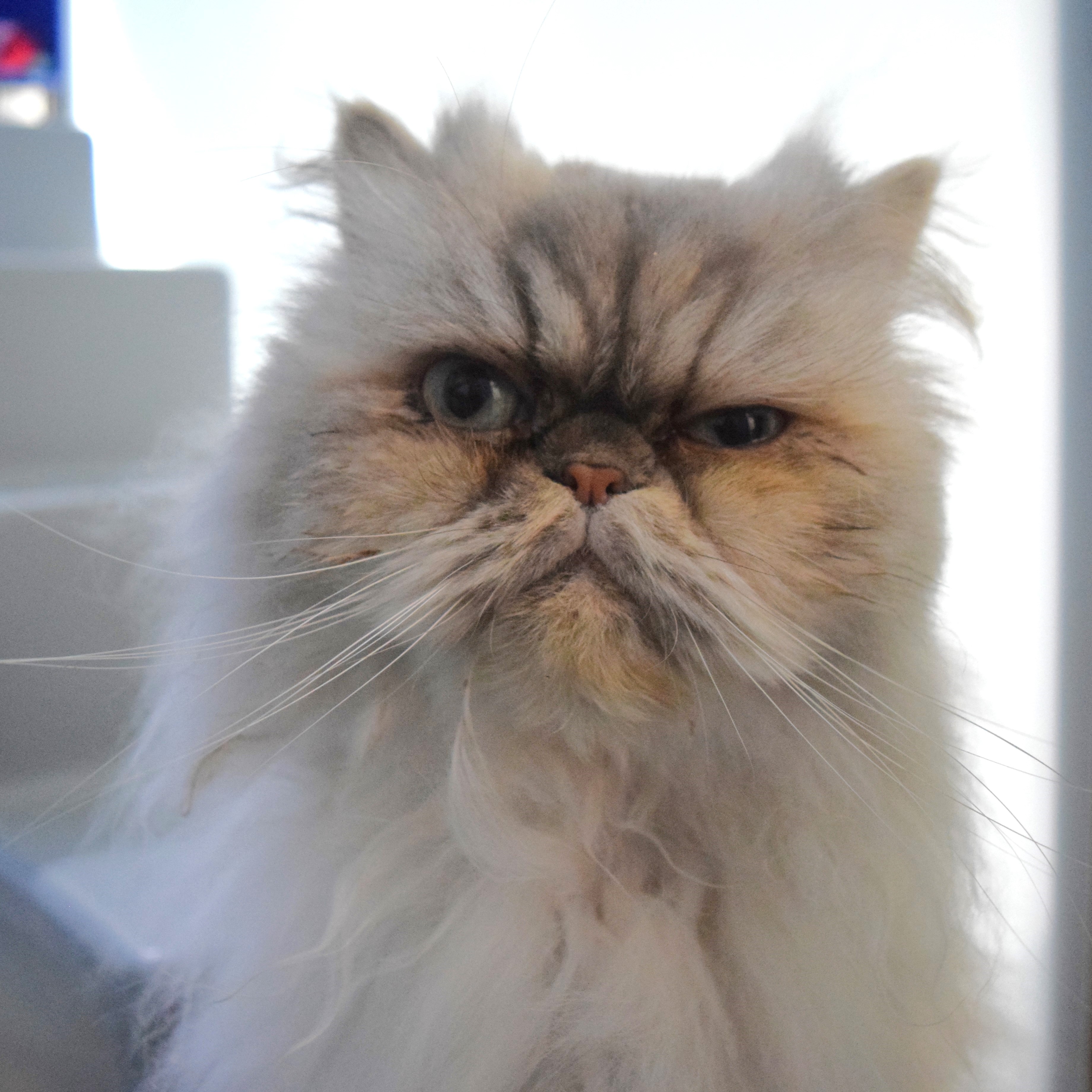 Meet the cats