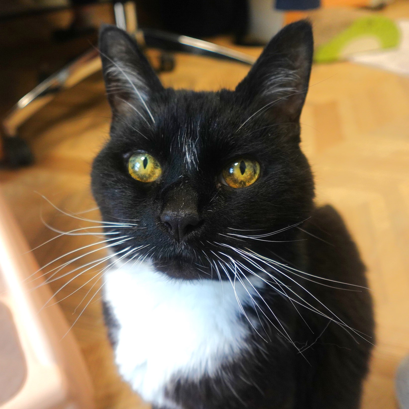 Meet the cats
