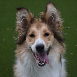 Meet the dogs