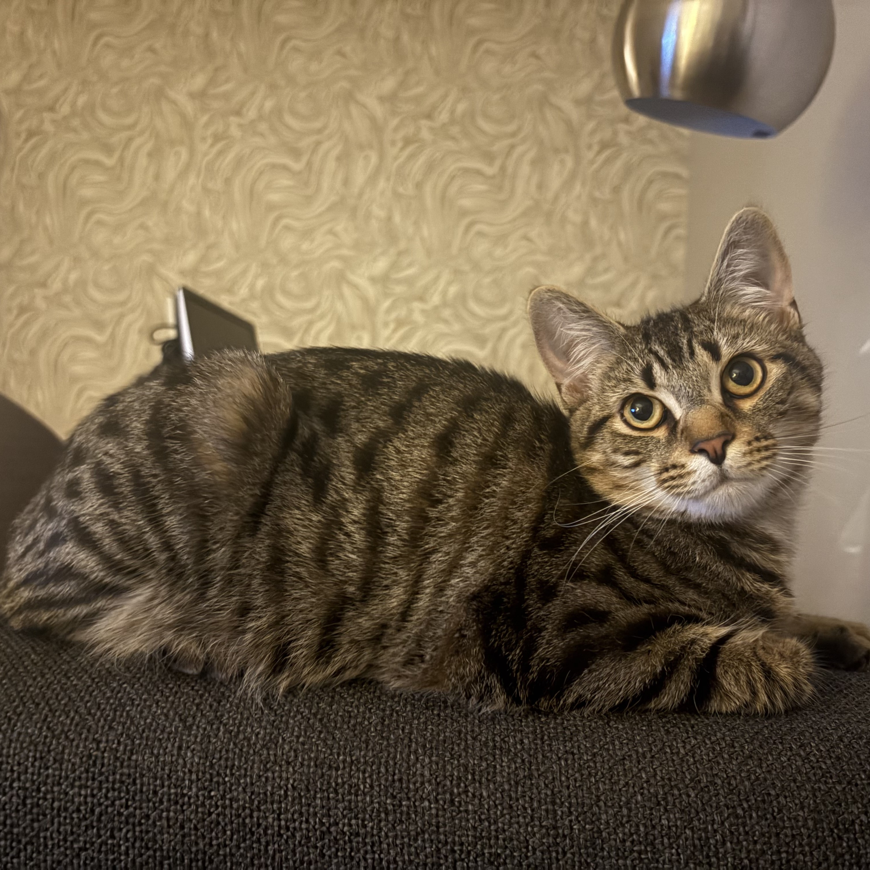 Meet the cats