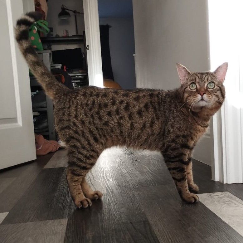 Meet the cats