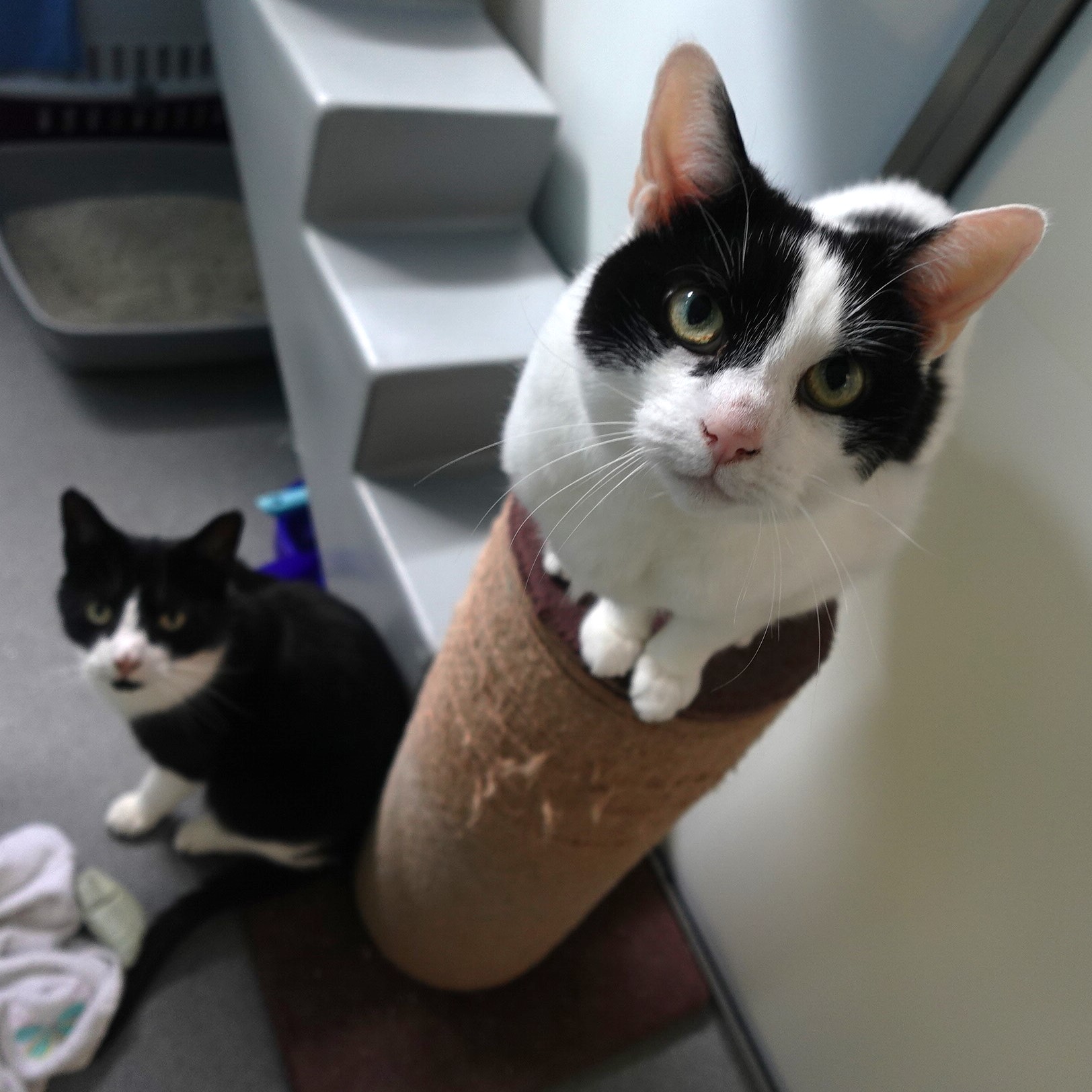 Meet the cats