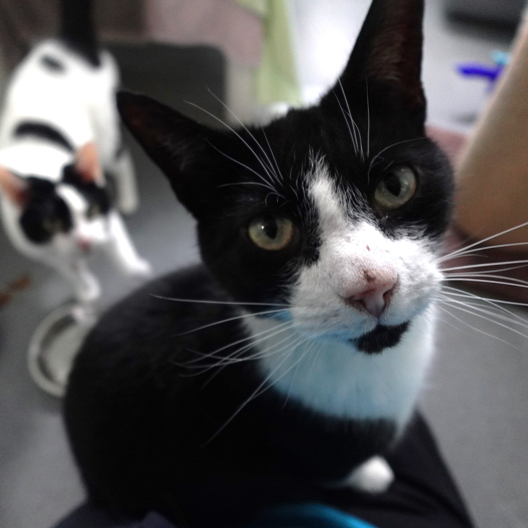 Meet the cats