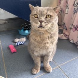 Meet the cats