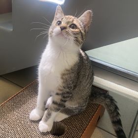 Meet the cats