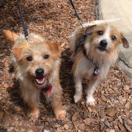 Meet the dogs