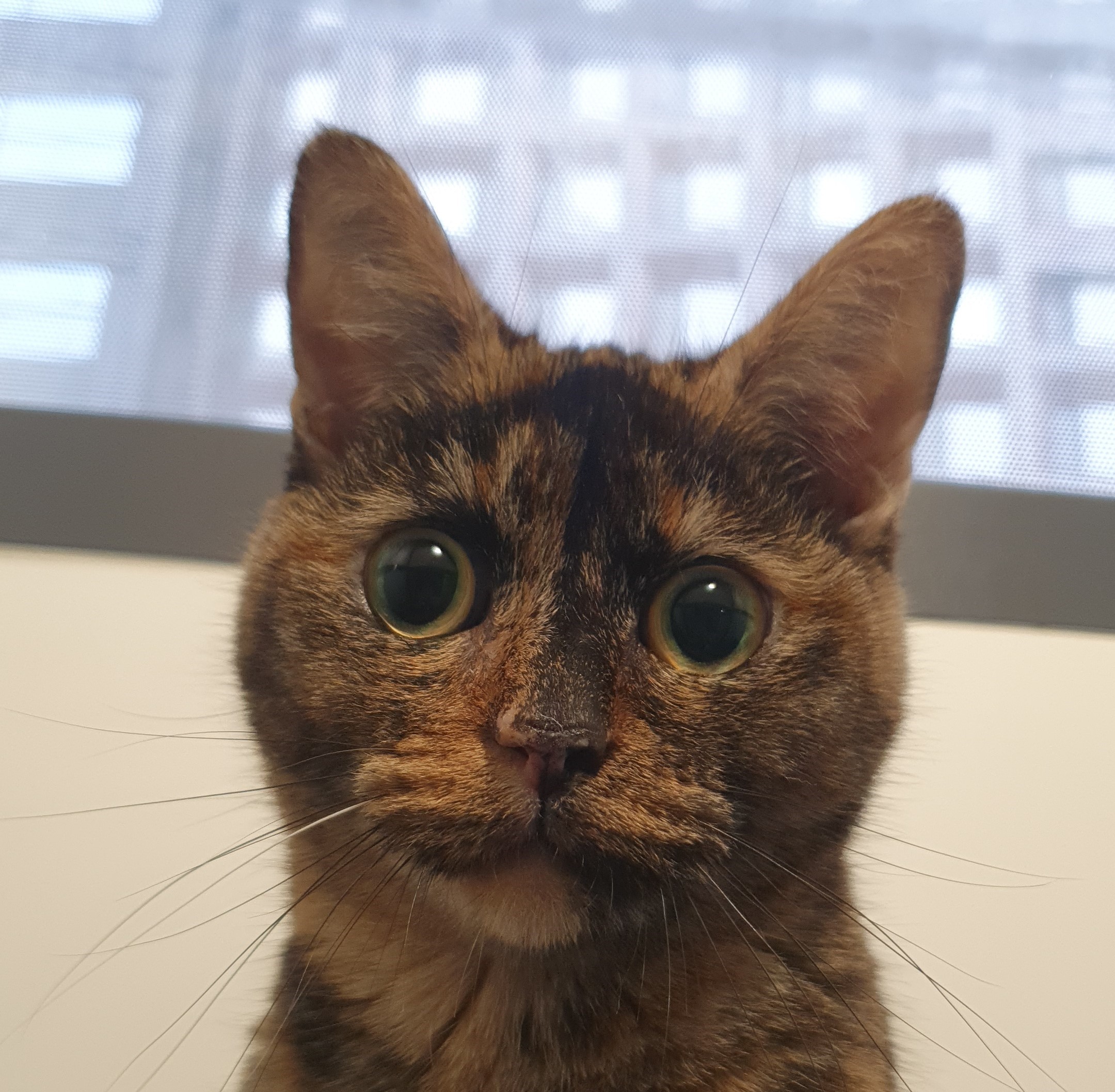 Meet the cats